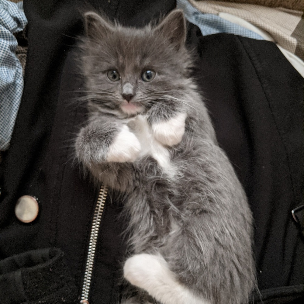 Meet your Posher, Kayla